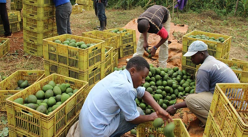 images/1677487735248avocado sorting.jpg